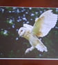 BARN OWL PHOTOGRAPH 16x12