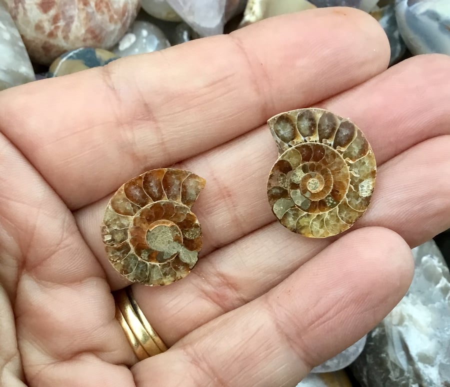 Beautiful Pair of slim Polished Ammonite Halves for Jewellery Making.