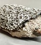 Hedgehog - Image 5
