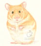 Daisy the Hamster - Coaster - Image 2