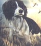 Two Springer Spaniels ready and waiting cushion  - Image 4