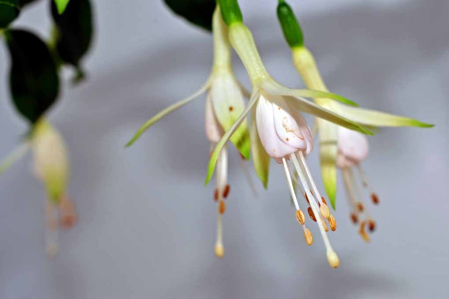 White Fuchsia Hawkshead Summer Flower Photograph Print
