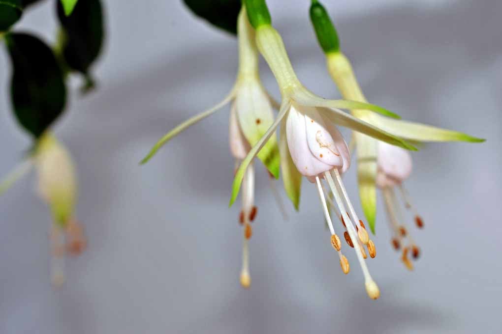 White Fuchsia Hawkshead Summer Flower Photograph Print