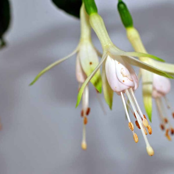 White Fuchsia Hawkshead Summer Flower Photograph Print