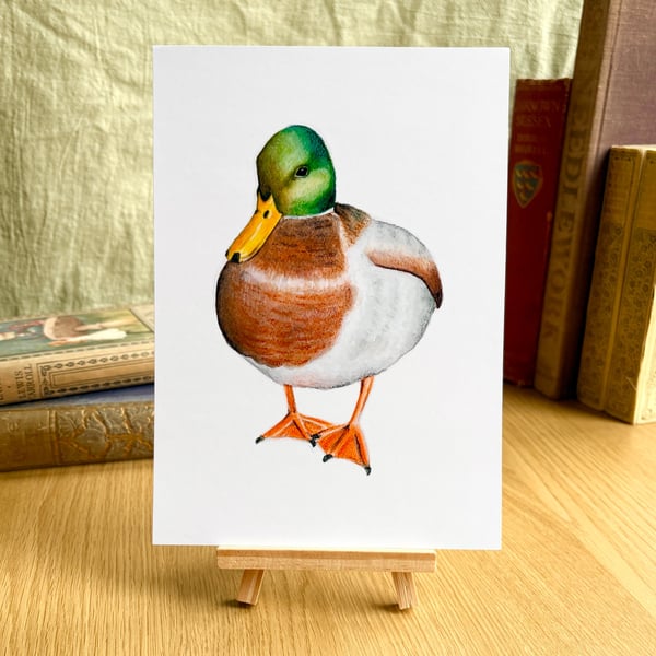 Mallard Duck - Art Print A5 or A4