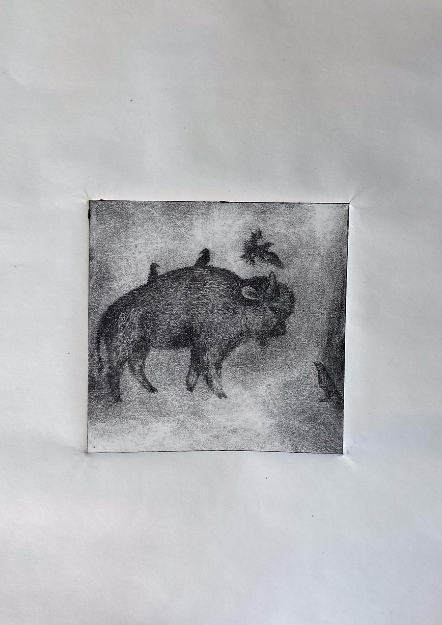 Bison And Starling, Drypoint Intaglio Art Print