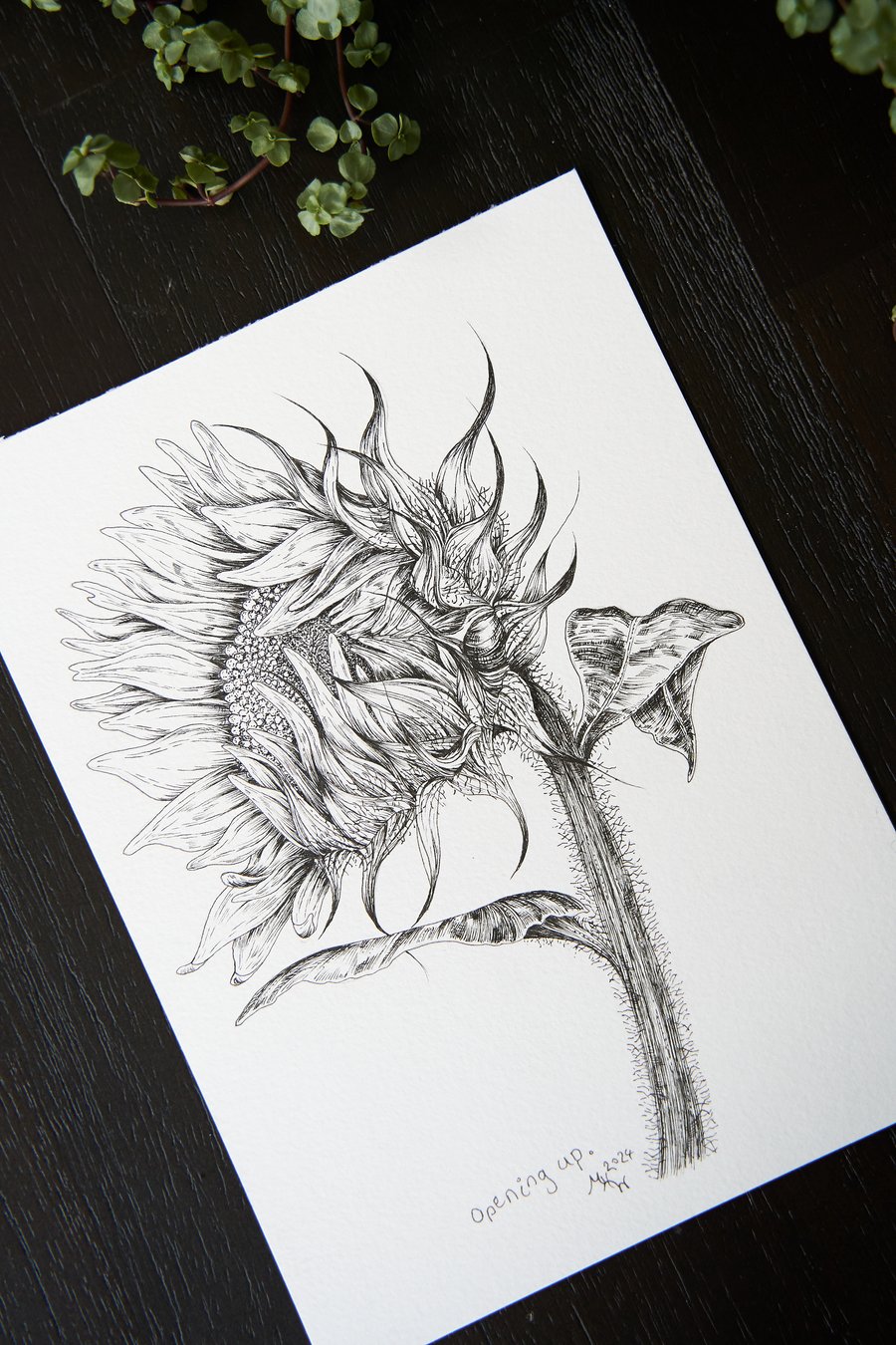 Title: "opening up" botanical drawing, hand-drawn original size A5-5.8x8.3 in