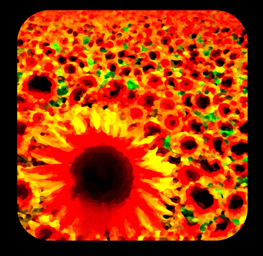 CORK BACKING Sunflowers in a Field Coaster; High Gloss Finish; Wonderful Colours