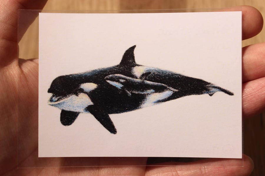 Orcas ACEO ORIGINAL - Mini Wildlife Art, Free UK Post