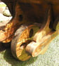 Wooden Wheelbarrow Garden Planter - Image 8
