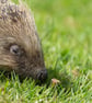 Original Framed Photo of a Hedgehog - Image 2
