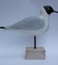 Black- headed gull - Image 3
