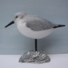 Sanderling on oyster shell