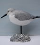 Sanderling on oyster shell - Image 1