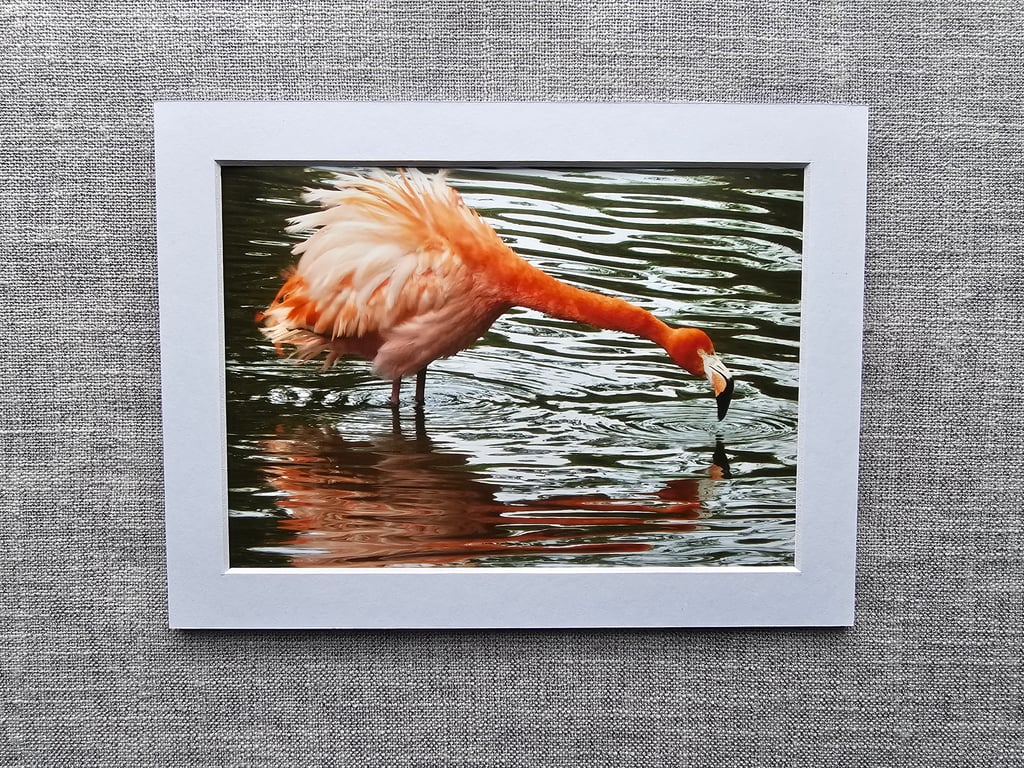 Fun Flamingo Photo Print 7" x 5" With 8" x 6" White Mount