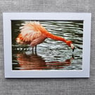 Fun Flamingo Photo Print 7" x 5" With 8" x 6" White Mount