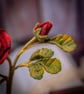 Carmine Garden Rose in Terracotta - Deep Red Felt Bloom - Image 4