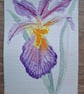 ACEO "Iris". An Original Watercolour. 