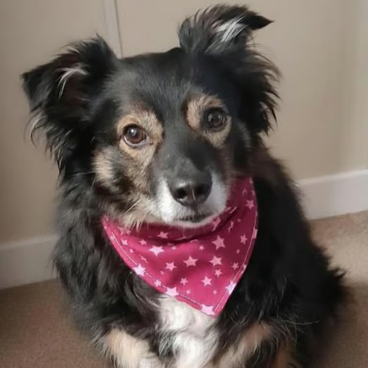 Scrunchie Dog Cat Bandana - "Stars" Print, 100% Cotton, Comfortable Pet Scarf