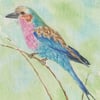 Lilac-Breasted Roller 1 Original Watercolour Painting