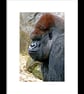 African Gorilla Ape Animal Portrait Photograph Print - Image 2