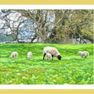 Spring Lambs West Acre Gardens Norfolk Greeting Card A5