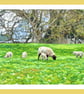 Spring Lambs West Acre Gardens Norfolk Greeting Card A5
