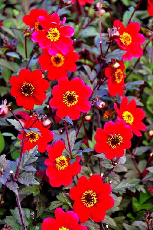 Red Dahlia Summer Flowers Flowering Plants Photograph Print