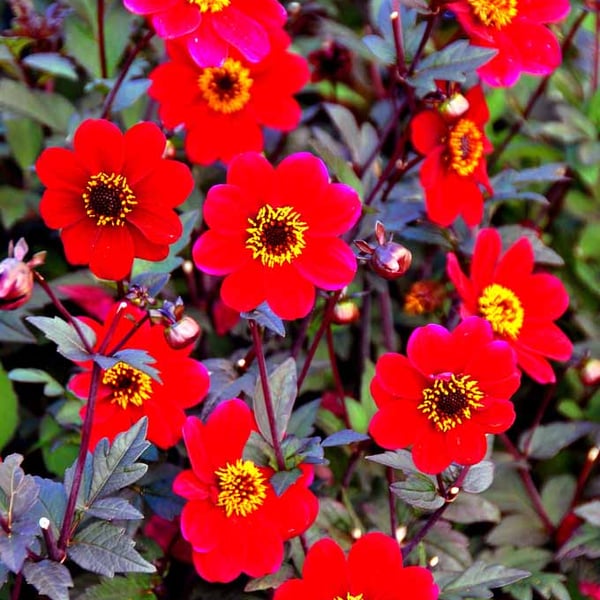 Red Dahlia Summer Flowers Flowering Plants Photograph Print