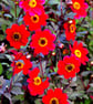 Red Dahlia Summer Flowers Flowering Plants Photograph Print