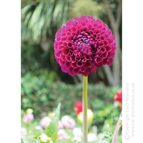 Pink Flower Greeting Card