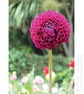 Pink Flower Greeting Card - Image 1