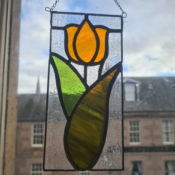 Orange tulip