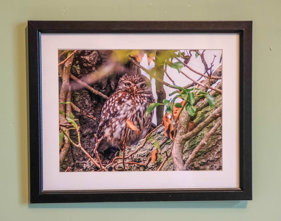 Photograph of a Little Owl in Oak Tree.