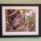 Photograph of a Little Owl in Oak Tree.