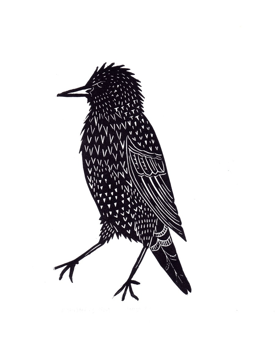 Original lino cut print "Mister Starling" in black