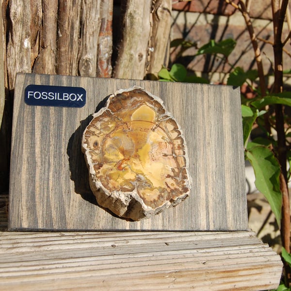 Fossilised wood on reclaimed wood display