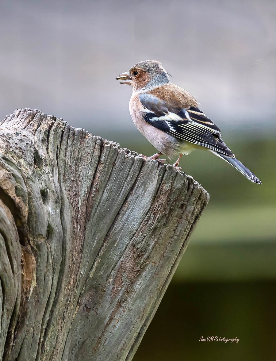Chaffinch: Hand-Signed Original Mounted Photo
