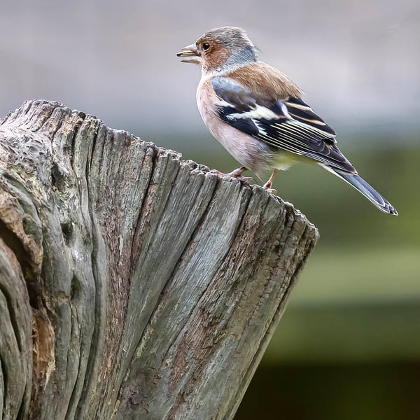 Chaffinch: Hand-Signed Original Mounted Photo