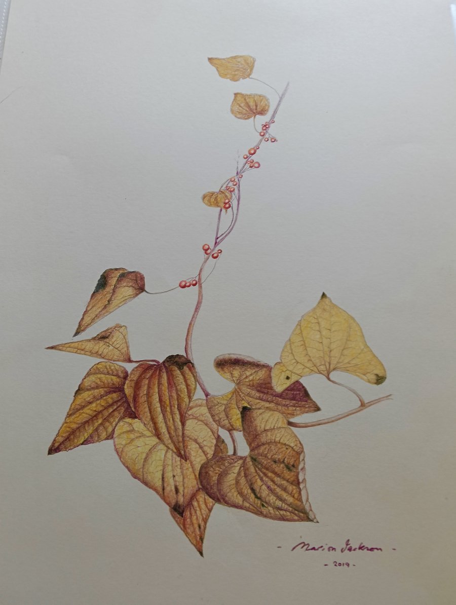 A SPRIG OF BRIONY IN AUTUMN