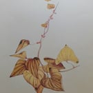 A SPRIG OF BRIONY IN AUTUMN