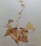 A SPRIG OF BRIONY IN AUTUMN