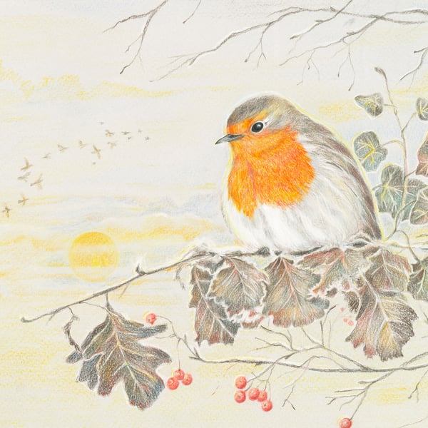  Robin Greetings Card - Frosty morning Robin