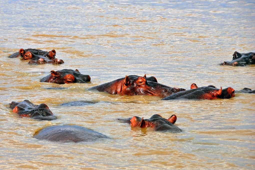 Hippopotamus hippo Lake St. Lucia Wetland Park South Africa Photograph Print
