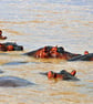 Hippopotamus hippo Lake St. Lucia Wetland Park South Africa Photograph Print - Image 1