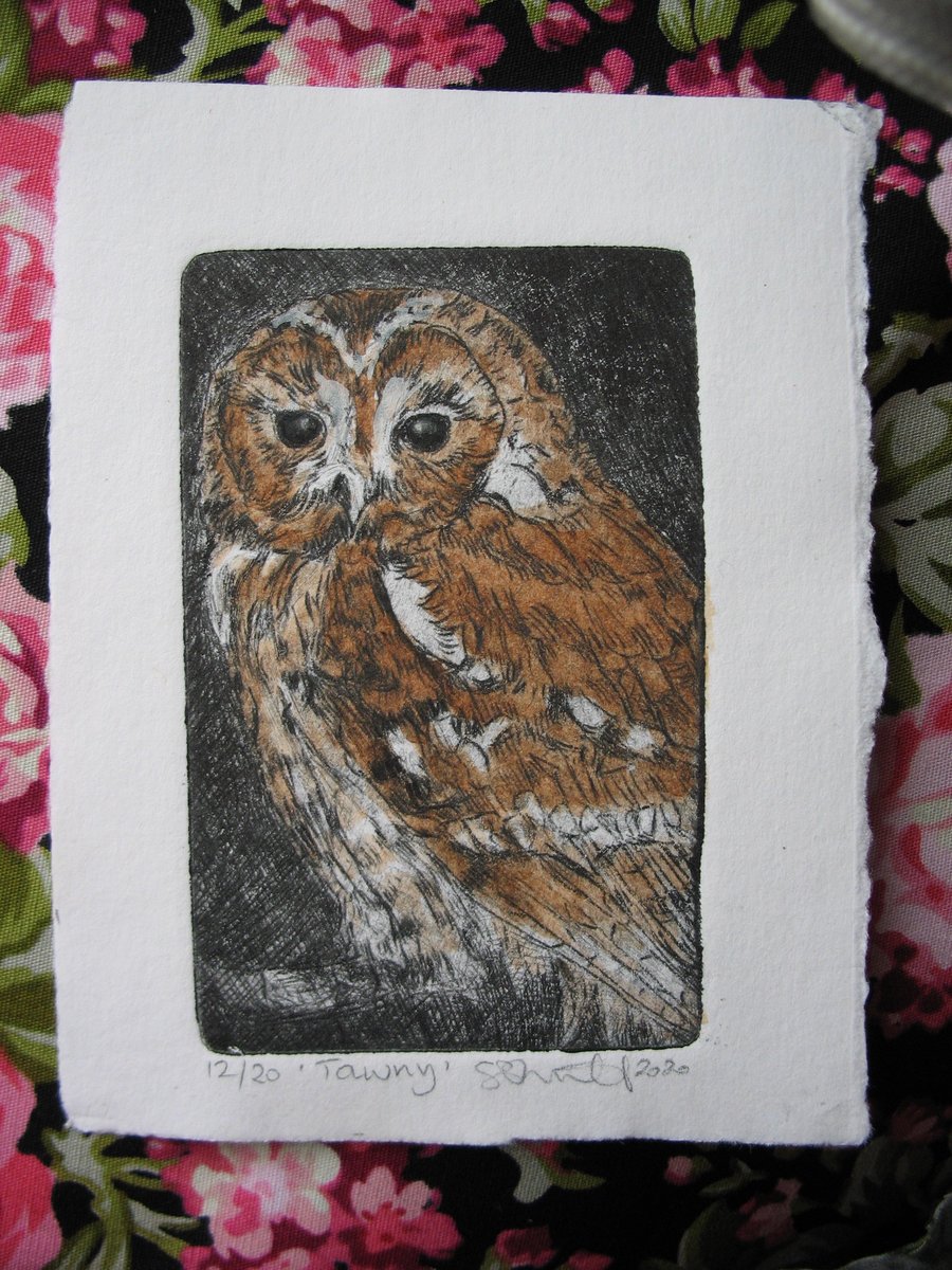 Sweet little tawny owl drypoint print with watercolour 