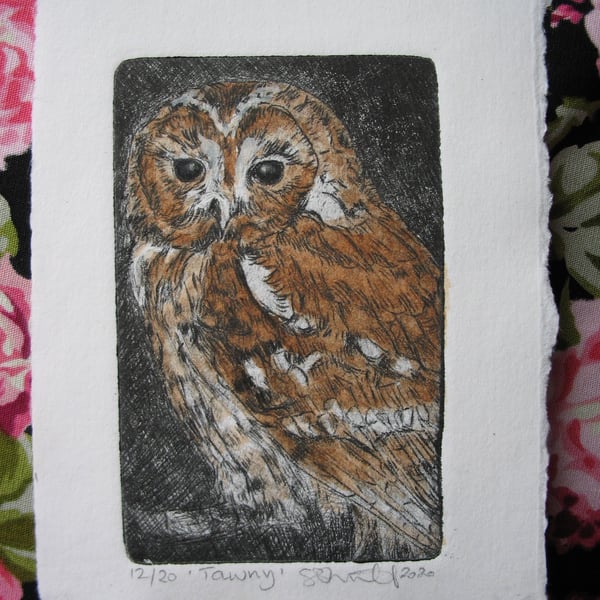 Sweet little tawny owl drypoint print with watercolour 