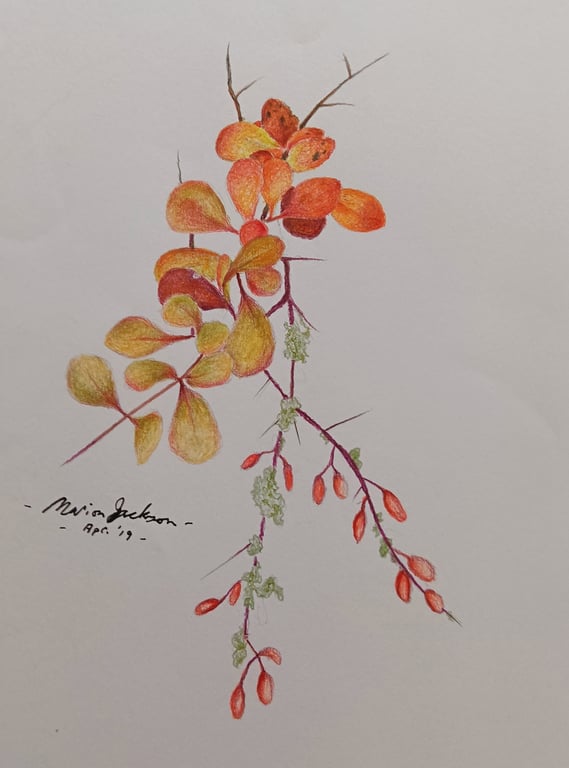 BERBERIS IN AUTUMN 