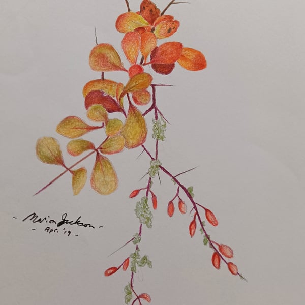 BERBERIS IN AUTUMN 