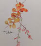 BERBERIS IN AUTUMN 